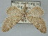  ( - BGE_ZSM_LEP_0469)  @11 [ ] by-nc-sa (2023) SNSB, Staatliche Naturwissenschaftliche Sammlungen Bayerns ZSM (SNSB, Zoologische Staatssammlung Muenchen)