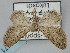  ( - BGE_ZSM_LEP_0471)  @11 [ ] by-nc-sa (2023) SNSB, Staatliche Naturwissenschaftliche Sammlungen Bayerns ZSM (SNSB, Zoologische Staatssammlung Muenchen)