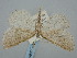  ( - BGE_ZSM_LEP_0666)  @11 [ ] by-nc-sa (2023) SNSB, Staatliche Naturwissenschaftliche Sammlungen Bayerns ZSM (SNSB, Zoologische Staatssammlung Muenchen)