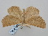  ( - BGE_ZSM_LEP_0668)  @11 [ ] by-nc-sa (2023) SNSB, Staatliche Naturwissenschaftliche Sammlungen Bayerns ZSM (SNSB, Zoologische Staatssammlung Muenchen)