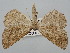  ( - BGE_ZSM_LEP_0669)  @11 [ ] by-nc-sa (2023) SNSB, Staatliche Naturwissenschaftliche Sammlungen Bayerns ZSM (SNSB, Zoologische Staatssammlung Muenchen)
