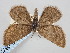  ( - BGE_ZSM_LEP_0672)  @11 [ ] by-nc-sa (2023) SNSB, Staatliche Naturwissenschaftliche Sammlungen Bayerns ZSM (SNSB, Zoologische Staatssammlung Muenchen)