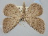  ( - BGE_ZSM_LEP_0684)  @11 [ ] by-nc-sa (2023) SNSB, Staatliche Naturwissenschaftliche Sammlungen Bayerns ZSM (SNSB, Zoologische Staatssammlung Muenchen)
