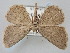  ( - BGE_ZSM_LEP_0685)  @11 [ ] by-nc-sa (2023) SNSB, Staatliche Naturwissenschaftliche Sammlungen Bayerns ZSM (SNSB, Zoologische Staatssammlung Muenchen)
