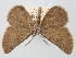  ( - BGE_ZSM_LEP_0688)  @11 [ ] by-nc-sa (2023) SNSB, Staatliche Naturwissenschaftliche Sammlungen Bayerns ZSM (SNSB, Zoologische Staatssammlung Muenchen)