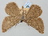  ( - BGE_ZSM_LEP_0689)  @11 [ ] by-nc-sa (2023) SNSB, Staatliche Naturwissenschaftliche Sammlungen Bayerns ZSM (SNSB, Zoologische Staatssammlung Muenchen)