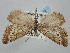  (Phyllometra gracilaria - BGE_ZSM_LEP_0698)  @11 [ ] by-nc-sa (2023) SNSB, Staatliche Naturwissenschaftliche Sammlungen Bayerns ZSM (SNSB, Zoologische Staatssammlung Muenchen)