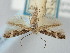  ( - BGE_ZSM_LEP_0723)  @11 [ ] by-nc-sa (2023) SNSB, Staatliche Naturwissenschaftliche Sammlungen Bayerns ZSM (SNSB, Zoologische Staatssammlung Muenchen)
