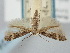  ( - BGE_ZSM_LEP_0724)  @11 [ ] by-nc-sa (2023) SNSB, Staatliche Naturwissenschaftliche Sammlungen Bayerns ZSM (SNSB, Zoologische Staatssammlung Muenchen)