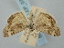  ( - BGE_ZSM_LEP_0748)  @11 [ ] by-nc-sa (2023) SNSB, Staatliche Naturwissenschaftliche Sammlungen Bayerns ZSM (SNSB, Zoologische Staatssammlung Muenchen)