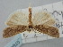  ( - BGE_ZSM_LEP_0764)  @11 [ ] by-nc-sa (2023) SNSB, Staatliche Naturwissenschaftliche Sammlungen Bayerns ZSM (SNSB, Zoologische Staatssammlung Muenchen)
