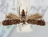  ( - BGE_ZSM_LEP_0780)  @11 [ ] by-nc-sa (2024) SNSB, Staatliche Naturwissenschaftliche Sammlungen Bayerns ZSM (SNSB, Zoologische Staatssammlung Muenchen)