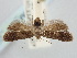  ( - BGE_ZSM_LEP_0781)  @11 [ ] by-nc-sa (2024) SNSB, Staatliche Naturwissenschaftliche Sammlungen Bayerns ZSM (SNSB, Zoologische Staatssammlung Muenchen)
