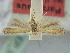  (Aristotelia brizelloidea - BGE_ZSM_LEP_0783)  @11 [ ] by-nc-sa (2024) SNSB, Staatliche Naturwissenschaftliche Sammlungen Bayerns ZSM (SNSB, Zoologische Staatssammlung Muenchen)
