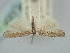  ( - BGE_ZSM_LEP_0811)  @11 [ ] by-nc-sa (2024) SNSB, Staatliche Naturwissenschaftliche Sammlungen Bayerns ZSM (SNSB, Zoologische Staatssammlung Muenchen)