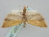  ( - BGE_ZSM_LEP_0814)  @11 [ ] by-nc-sa (2024) SNSB, Staatliche Naturwissenschaftliche Sammlungen Bayerns ZSM (SNSB, Zoologische Staatssammlung Muenchen)
