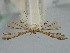  ( - BGE_ZSM_LEP_0865)  @11 [ ] by-nc-sa (2024) SNSB, Staatliche Naturwissenschaftliche Sammlungen Bayerns ZSM (SNSB, Zoologische Staatssammlung Muenchen)