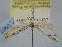  ( - BGE_ZSM_LEP_0901)  @11 [ ] by-nc-sa (2024) SNSB, Staatliche Naturwissenschaftliche Sammlungen Bayerns ZSM (SNSB, Zoologische Staatssammlung Muenchen)