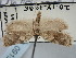  ( - BGE_ZSM_LEP_0915)  @11 [ ] by-nc-sa (2024) SNSB, Staatliche Naturwissenschaftliche Sammlungen Bayerns ZSM (SNSB, Zoologische Staatssammlung Muenchen)