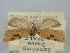  ( - BGE_ZSM_LEP_0917)  @11 [ ] by-nc-sa (2024) SNSB, Staatliche Naturwissenschaftliche Sammlungen Bayerns ZSM (SNSB, Zoologische Staatssammlung Muenchen)