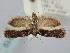  ( - BGE_ZSM_LEP_0919)  @11 [ ] by-nc-sa (2024) SNSB, Staatliche Naturwissenschaftliche Sammlungen Bayerns ZSM (SNSB, Zoologische Staatssammlung Muenchen)