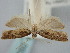  ( - BGE_ZSM_LEP_0922)  @11 [ ] by-nc-sa (2024) SNSB, Staatliche Naturwissenschaftliche Sammlungen Bayerns ZSM (SNSB, Zoologische Staatssammlung Muenchen)
