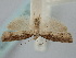  ( - BGE_ZSM_LEP_0923)  @11 [ ] by-nc-sa (2024) SNSB, Staatliche Naturwissenschaftliche Sammlungen Bayerns ZSM (SNSB, Zoologische Staatssammlung Muenchen)