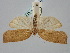  ( - BGE_ZSM_LEP_0957)  @11 [ ] by-nc-sa (2024) SNSB, Staatliche Naturwissenschaftliche Sammlungen Bayerns ZSM (SNSB, Zoologische Staatssammlung Muenchen)