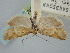  (Cnephasia gueneana - BGE_ZSM_LEP_0977)  @11 [ ] by-nc-sa (2024) SNSB, Staatliche Naturwissenschaftliche Sammlungen Bayerns ZSM (SNSB, Zoologische Staatssammlung Muenchen)