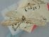  ( - BGE_ZSM_LEP_0979)  @11 [ ] by-nc-sa (2024) SNSB, Staatliche Naturwissenschaftliche Sammlungen Bayerns ZSM (SNSB, Zoologische Staatssammlung Muenchen)