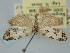  (Cnephasia laetana - BGE_ZSM_LEP_0982)  @11 [ ] by-nc-sa (2024) SNSB, Staatliche Naturwissenschaftliche Sammlungen Bayerns ZSM (SNSB, Zoologische Staatssammlung Muenchen)