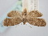  (Cnephasia oxyacanthana - BGE_ZSM_LEP_0987)  @11 [ ] by-nc-sa (2024) SNSB, Staatliche Naturwissenschaftliche Sammlungen Bayerns ZSM (SNSB, Zoologische Staatssammlung Muenchen)