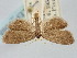 ( - BGE_ZSM_LEP_0988)  @11 [ ] by-nc-sa (2024) SNSB, Staatliche Naturwissenschaftliche Sammlungen Bayerns ZSM (SNSB, Zoologische Staatssammlung Muenchen)