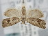  ( - BGE_ZSM_LEP_1011)  @11 [ ] by-nc-sa (2024) SNSB, Staatliche Naturwissenschaftliche Sammlungen Bayerns ZSM (SNSB, Zoologische Staatssammlung Muenchen)