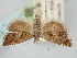  ( - BGE_ZSM_LEP_1028)  @11 [ ] by-nc-sa (2024) SNSB, Staatliche Naturwissenschaftliche Sammlungen Bayerns ZSM (SNSB, Zoologische Staatssammlung Muenchen)