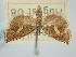  ( - BGE_ZSM_LEP_1032)  @11 [ ] by-nc-sa (2024) SNSB, Staatliche Naturwissenschaftliche Sammlungen Bayerns ZSM (SNSB, Zoologische Staatssammlung Muenchen)
