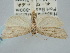  ( - BGE_ZSM_LEP_1041)  @11 [ ] by-nc-sa (2024) SNSB, Staatliche Naturwissenschaftliche Sammlungen Bayerns ZSM (SNSB, Zoologische Staatssammlung Muenchen)