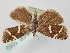  ( - BGE_ZSM_LEP_1059)  @11 [ ] by-nc-sa (2024) SNSB, Staatliche Naturwissenschaftliche Sammlungen Bayerns ZSM (SNSB, Zoologische Staatssammlung Muenchen)