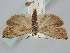  ( - BGE_ZSM_LEP_1069)  @11 [ ] by-nc-sa (2024) SNSB, Staatliche Naturwissenschaftliche Sammlungen Bayerns ZSM (SNSB, Zoologische Staatssammlung Muenchen)