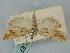  ( - BGE_ZSM_LEP_1070)  @11 [ ] by-nc-sa (2024) SNSB, Staatliche Naturwissenschaftliche Sammlungen Bayerns ZSM (SNSB, Zoologische Staatssammlung Muenchen)
