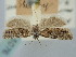  ( - BGE_ZSM_LEP_1076)  @11 [ ] by-nc-sa (2024) SNSB, Staatliche Naturwissenschaftliche Sammlungen Bayerns ZSM (SNSB, Zoologische Staatssammlung Muenchen)