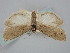  ( - BGE_ZSM_LEP_1079)  @11 [ ] by-nc-sa (2024) SNSB, Staatliche Naturwissenschaftliche Sammlungen Bayerns ZSM (SNSB, Zoologische Staatssammlung Muenchen)