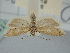  (Oxypteron - BGE_ZSM_LEP_1119)  @11 [ ] by-nc-sa (2024) SNSB, Staatliche Naturwissenschaftliche Sammlungen Bayerns ZSM (SNSB, Zoologische Staatssammlung Muenchen)