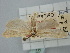  (Oxypteron palmoni - BGE_ZSM_LEP_1123)  @11 [ ] by-nc-sa (2024) SNSB, Staatliche Naturwissenschaftliche Sammlungen Bayerns ZSM (SNSB, Zoologische Staatssammlung Muenchen)