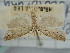  ( - BGE_ZSM_LEP_1137)  @11 [ ] by-nc-sa (2024) SNSB, Staatliche Naturwissenschaftliche Sammlungen Bayerns ZSM (SNSB, Zoologische Staatssammlung Muenchen)