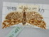  (Pelochrista umbraculana - BGE_ZSM_LEP_1147)  @11 [ ] by-nc-sa (2024) SNSB, Staatliche Naturwissenschaftliche Sammlungen Bayerns ZSM (SNSB, Zoologische Staatssammlung Muenchen)