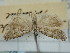  ( - BGE_ZSM_LEP_1171)  @11 [ ] by-nc-sa (2024) SNSB, Staatliche Naturwissenschaftliche Sammlungen Bayerns ZSM (SNSB, Zoologische Staatssammlung Muenchen)