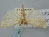  (Calamotropha hierichuntica - BGE_ZSM_LEP_1187)  @11 [ ] by-nc-sa (2024) SNSB, Staatliche Naturwissenschaftliche Sammlungen Bayerns ZSM (SNSB, Zoologische Staatssammlung Muenchen)