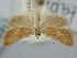  (Cataonia - BGE_ZSM_LEP_1189)  @11 [ ] by-nc-sa (2024) SNSB, Staatliche Naturwissenschaftliche Sammlungen Bayerns ZSM (SNSB, Zoologische Staatssammlung Muenchen)