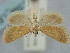  ( - BGE_ZSM_LEP_1190)  @11 [ ] by-nc-sa (2024) SNSB, Staatliche Naturwissenschaftliche Sammlungen Bayerns ZSM (SNSB, Zoologische Staatssammlung Muenchen)